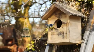 Beaucoup hésitent en mars, pourtant c’est le moment idéal pour installer un nichoir