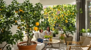 Ces 9 arbres fruitiers d’intérieur transforment votre salon en verger toute l’année si vous suivez cette règle clé