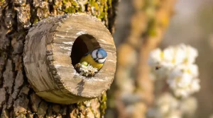 Frelon asiatique : cet oiseau du jardin protège vos abeilles, à condition de l’attirer dès mars