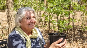 Jardins sans eau : ce fruitier venu d’Asie, quasi increvable en sécheresse, devient l’obsession du printemps