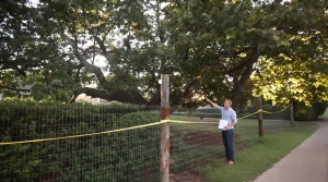 Mon voisin peut-il m’obliger à couper un arbre de mon jardin ? Ce que dit vraiment la loi