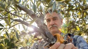 Oubliez l'engrais pour olivier : ce nettoyage précis dont il a absolument besoin avant fin avril