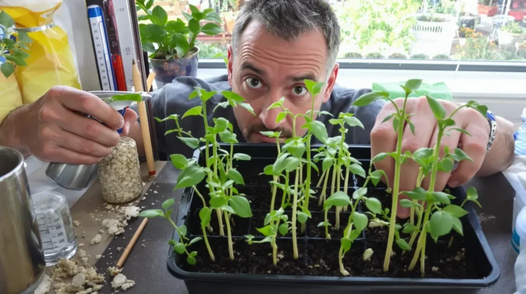 Vos semis de tomates filent chaque mars ? Ces 3 gestes banals ruinent la récolte avant l’été