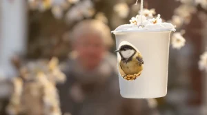 Arrêtez de jeter ce petit pot en plastique : il devient la mangeoire préférée des oiseaux cet hiver