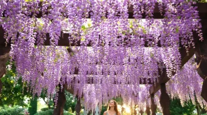 Avec ses fleurs en cascade, cette plante fait sensation au printemps et personne n’en parle
