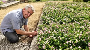 Ce thym couvre-sol remplace votre pelouse grillée : pourquoi les jardiniers l’adoptent cet été