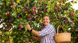 Cet arbre donne des fruits tout l’été, et pourtant très peu pensent à le planter au jardin