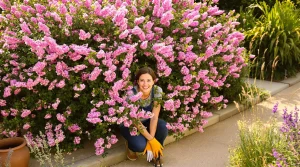 Cet arbuste fleurit 8 mois par an et embellit tous les jardins sans demander beaucoup d’entretien