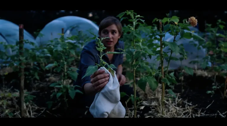 Chaque printemps, des milliers de jardiniers repiquent leurs tomates quand une seule nuit peut tout anéantir