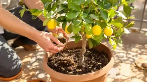 Citronnier : dès le 15 mars, donnez-lui cet ingrédient de cuisine et il va vite doubler de volume