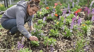 Comment créer un massif de vivaces sans entretien pour structurer le jardin dès le printemps