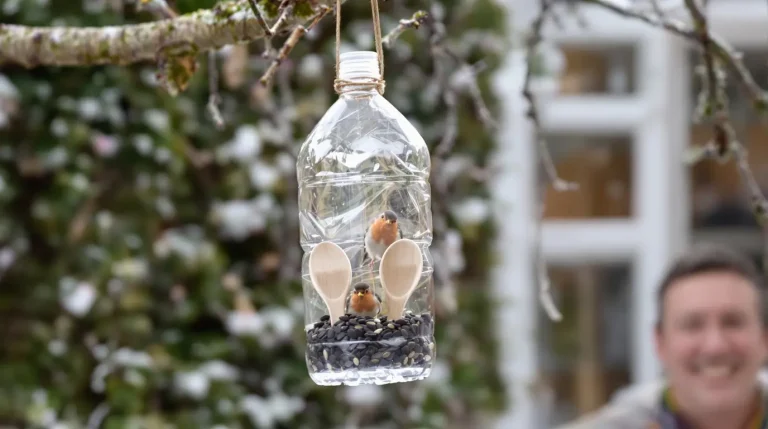 Comment une simple bouteille plastique devient une mangeoire idéale pour les oiseaux