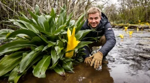 Interdite en Europe, cette plante fleurit en Belgique : malgré ses belles fleurs, elle reste indésirable
