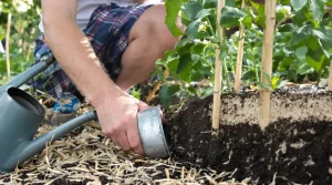 J’arrosais mon potager chaque soir : un maraîcher bio m’a montré ce qui se passait à 5 cm sous terre
