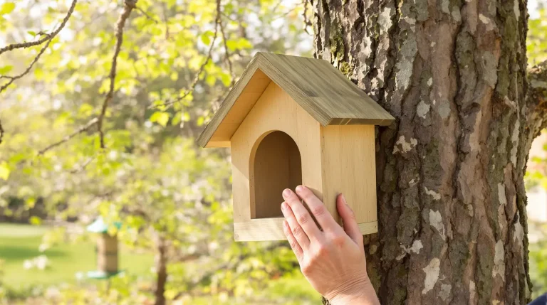 J’ai installé un nichoir au jardin, mais aucun oiseau ne s’y installe : les raisons