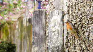 Jean-Yves Meignen : pourquoi il faut désormais retirer les mangeoires pour les oiseaux