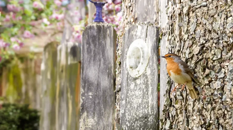 Jean-Yves Meignen : pourquoi il faut désormais retirer les mangeoires pour les oiseaux
