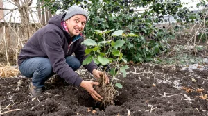 Le fruitier le plus facile du jardin : même sans main verte, il pousse et fructifie sans effort