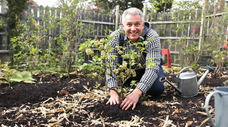 Le fruitier le plus simple du jardin : même sans main verte, j’obtiens des récoltes sans effort
