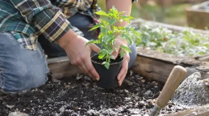 Les jardiniers expérimentés ne plantent jamais leurs tomates avant cette date : voici pourquoi