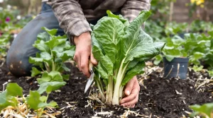 Les maraîchers le plantent en avril pour une raison méconnue que la plupart des jardiniers ignorent