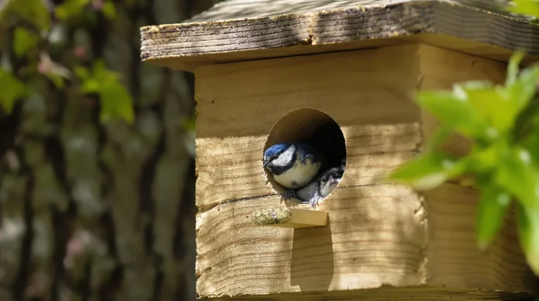Nichoirs au printemps : les faux pas à éviter pour protéger les oiseaux de nos jardins