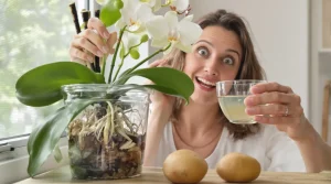 Orchidée : obtenez une floraison spectaculaire rapidement avec une pomme de terre, voici pourquoi