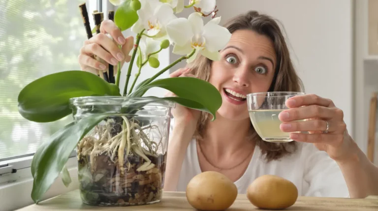 Orchidée : obtenez une floraison spectaculaire rapidement avec une pomme de terre, voici pourquoi