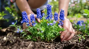À planter maintenant : cette vivace aux fleurs bleues séduit les abeilles et embellit le jardin