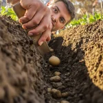 À quelle profondeur planter les pommes de terre pour une récolte abondante ? La réponse d’expert