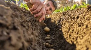 À quelle profondeur planter les pommes de terre pour une récolte abondante ? La réponse d’expert