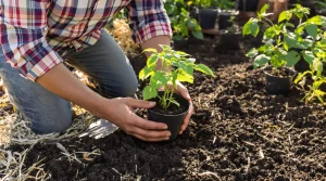 Vous hésitez sur la date ? Voici quand planter vos tomates sans erreur au jardin