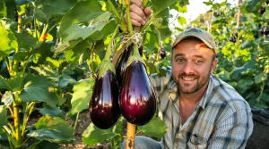 Aubergines : avec cette astuce, j’obtiens des récoltes record tout l’été, voici pourquoi