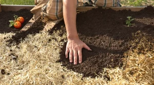 « Avant de planter vos tomates, étalez ça au sol » : sauter cette étape se paie tout l’été