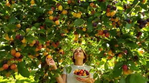 Cet arbre donne des fruits tout l’été, et pourtant peu pensent à le planter au jardin