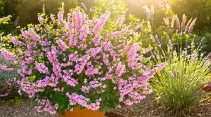 Cet arbuste fleurit 8 mois par an et sublime tous les jardins sans beaucoup d’entretien