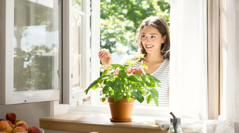 Cette plante sur le rebord de la fenêtre éloigne les mouches tout l’été et parfume mieux la cuisine Cette plante sur le rebord de la fenêtre éloigne les mouches tout l’été et parfume mieux la cuisine