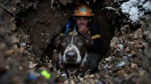 Coincée dans un terrier de blaireau lors d’une battue, une chienne de chasse est sauvée in extremis