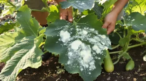 Comment j’élimine l’oïdium sur mes courgettes : les feuilles blanches révèlent le bon traitement