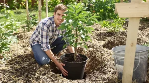 En mai, planter des arbres fruitiers n’est pas trop tard : voici pourquoi au jardin