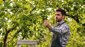 Fini les fruitiers qui perdent leurs fruits avant l’été : ce geste de pépiniériste sauve la récolte