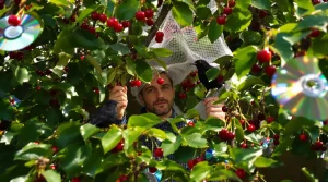 Jardinage : le réflexe tout simple qui empêche les oiseaux de dévorer vos cerises avant la récolte