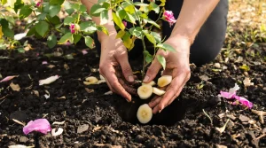 « Je n’en mets qu’une fois au printemps » : ce fertilisant naturel fait fleurir les rosiers tout l’été