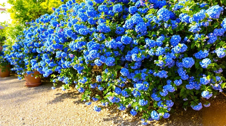 La plante de la semaine : venue de Californie, elle aime le plein soleil et couvre le jardin d’un bleu éclatant La plante de la semaine : venue de Californie, elle aime le plein soleil et couvre le jardin d’un bleu éclatant