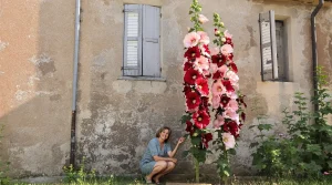 Les anciens plantaient cette fleur géante contre les murs : la raison oubliée depuis trois générations