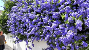 Les céanothes, des arbustes aux fleurs d’un bleu inimitable : pourquoi ils attirent tous les regards