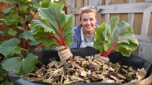 Les feuilles de rhubarbe ne vont pas au compost : voici pourquoi, selon un grand jardinier