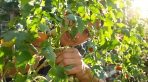 Pincer ses tomates à cette heure clé peut doubler la récolte : le créneau bien connu des pros