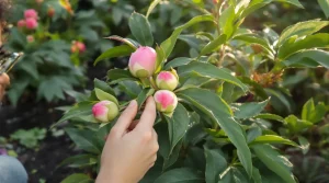 Pivoines en mai : l’astuce de taille qui assure une floraison plus généreuse, voici pourquoi
