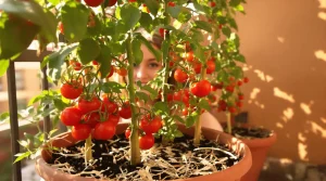 PODCAST « 2 minutes chrono ! » : Comment cultiver de belles tomates ? Nos tips pour y arriver